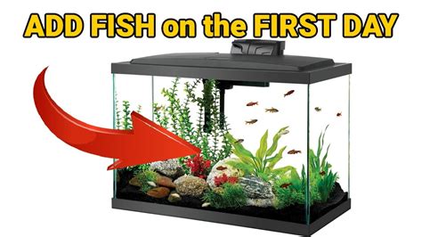 how to add fish to aquarium|How to Add Fish to a New Aquarium: Essential Tips for a Smooth .